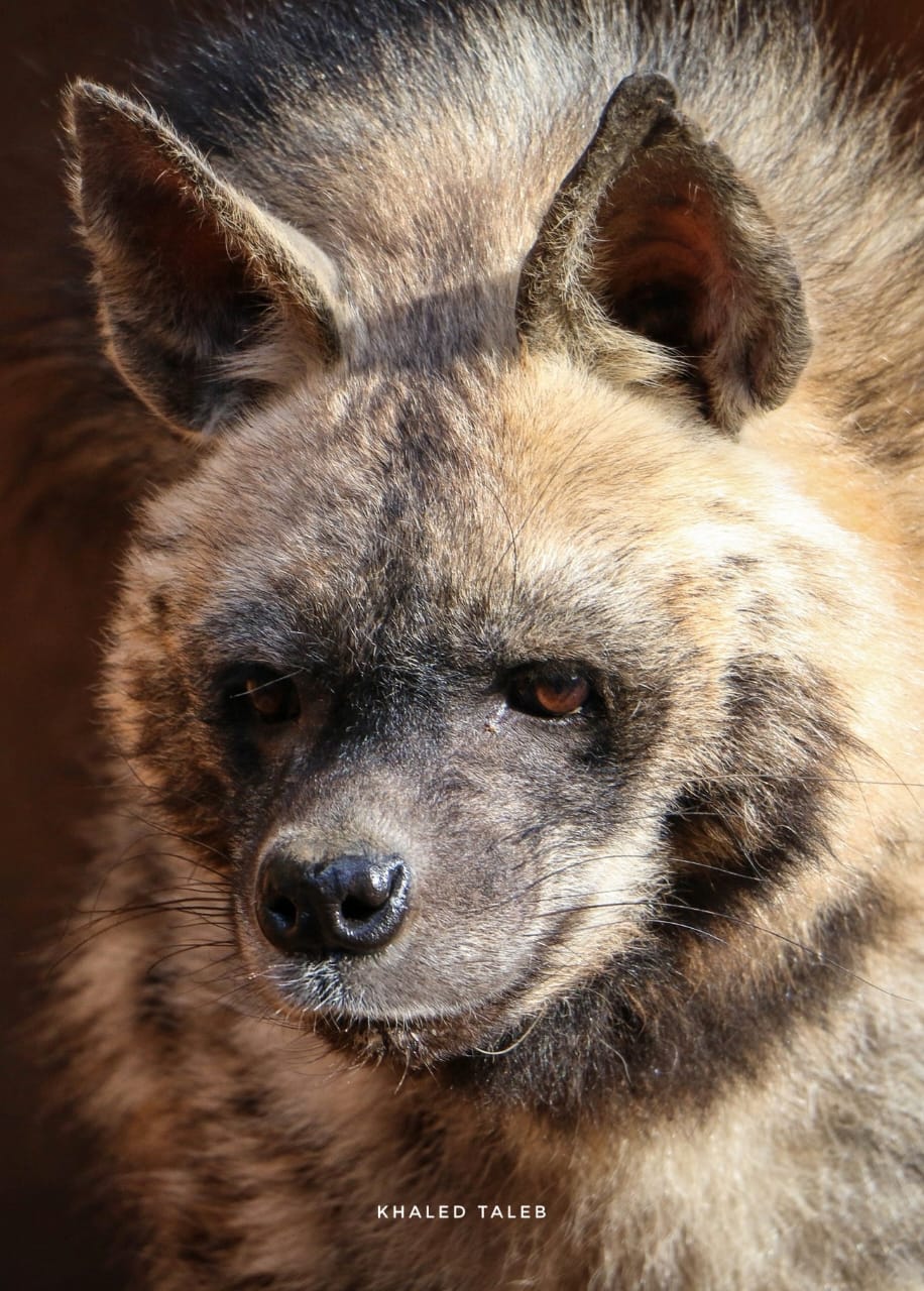 في يوم الأنواع المهددة بالانقراض... جردة لأنواع متوطنة في لبنان